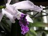 Laelia Pulcherrima 'coerulea' (laelia lobata x laelia purpurata)